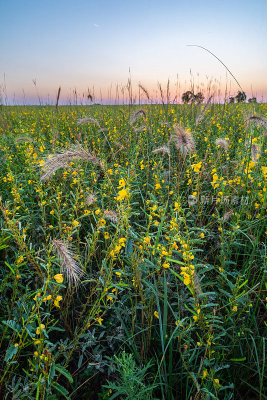 加拿大野生黑麦草(Elymus canadensis)和鹧鸪(Chamaecrista fasciculata)，日出，高草草原保护区，OK